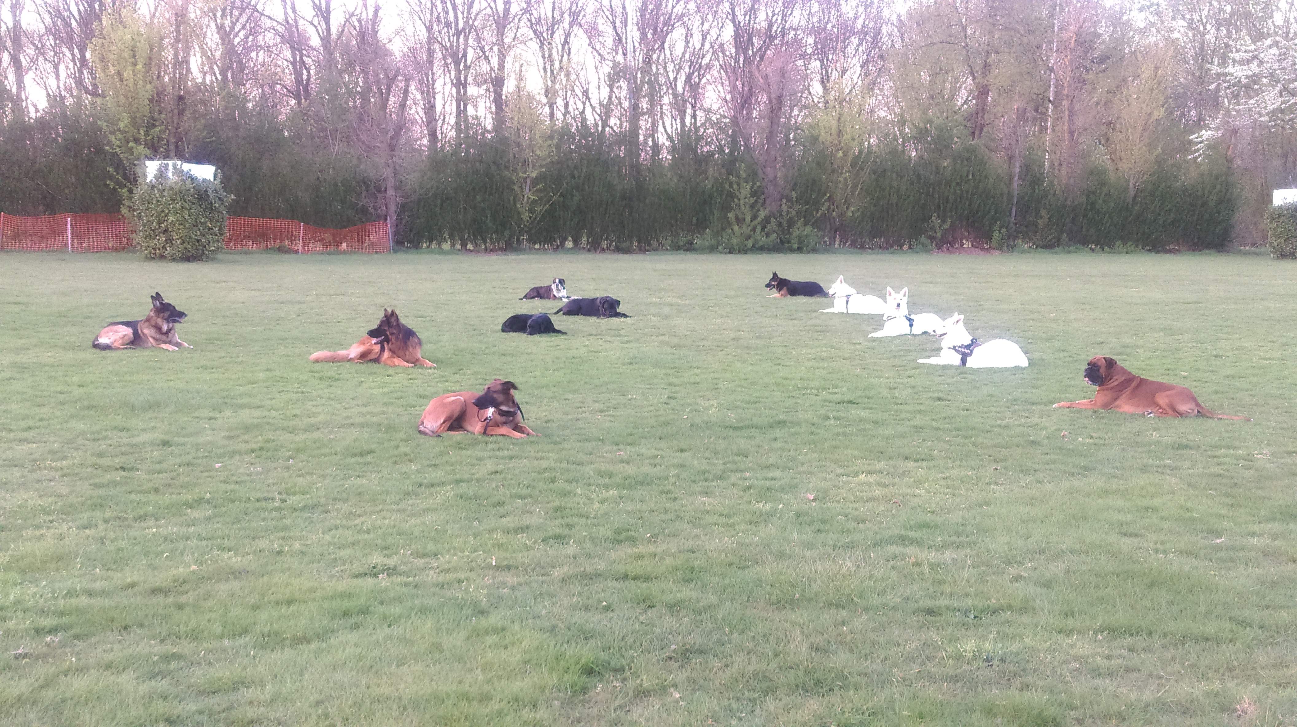 Honden Sport Park