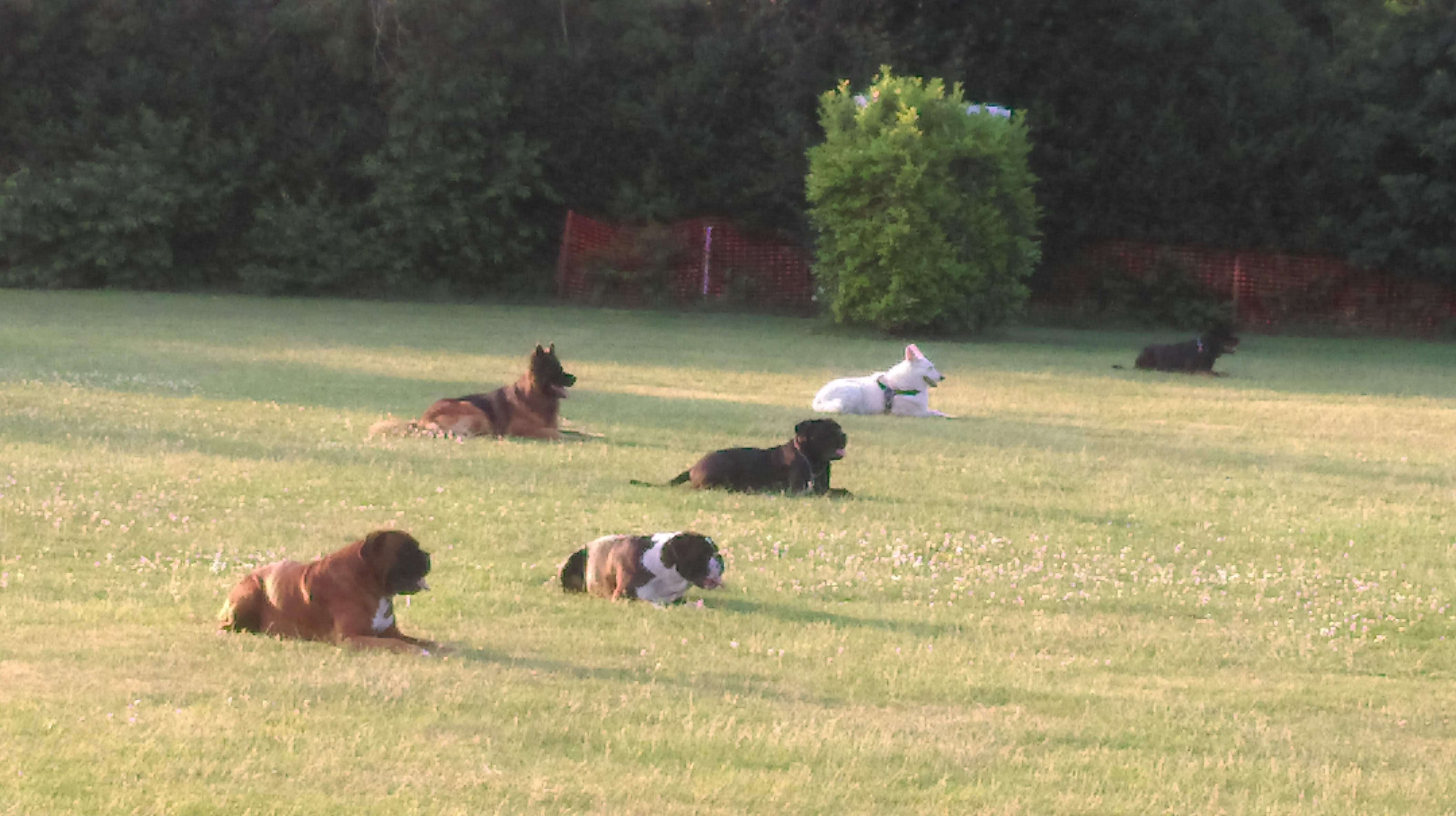 Hondentraining 2