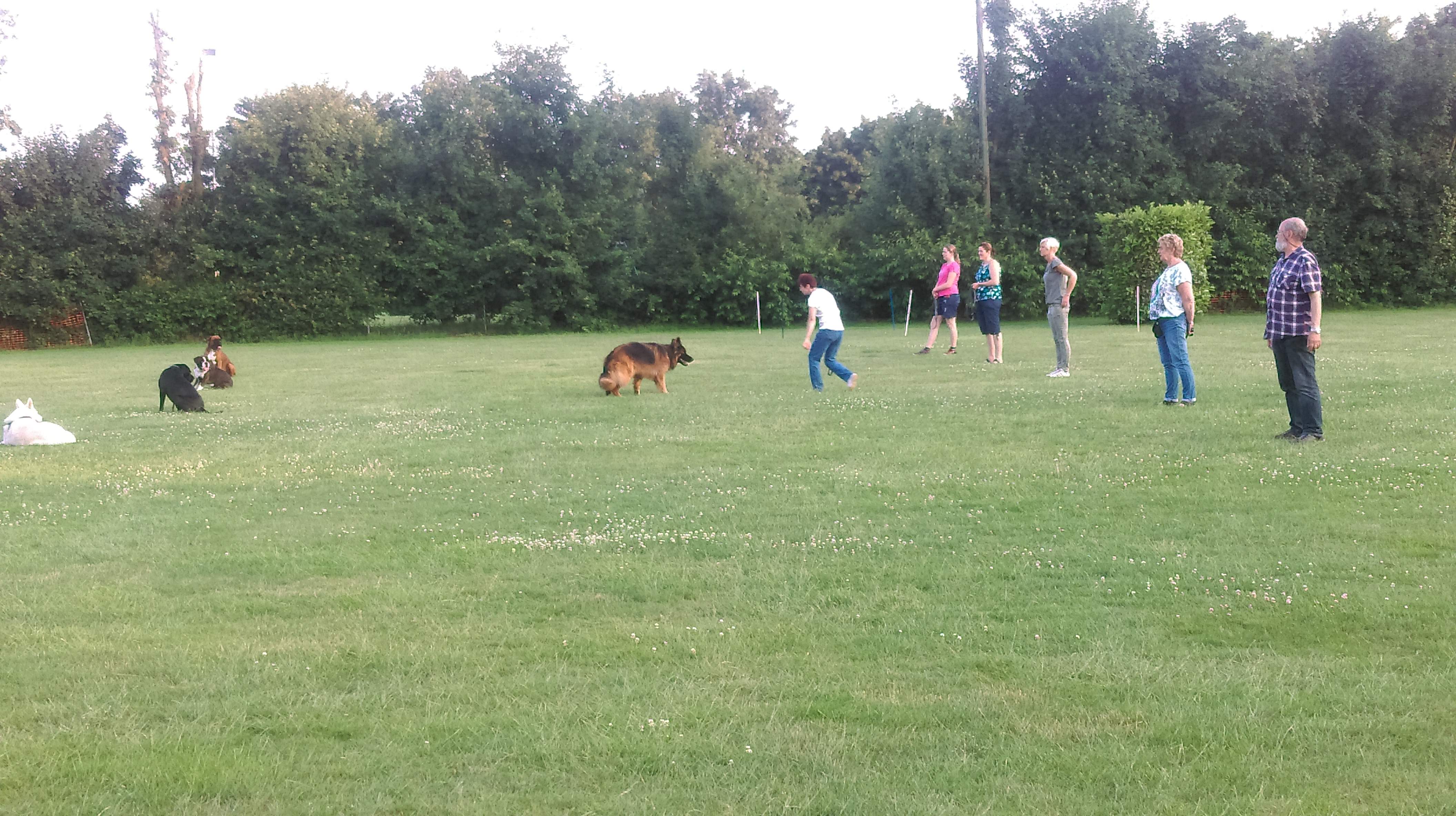 Hondentraining 3