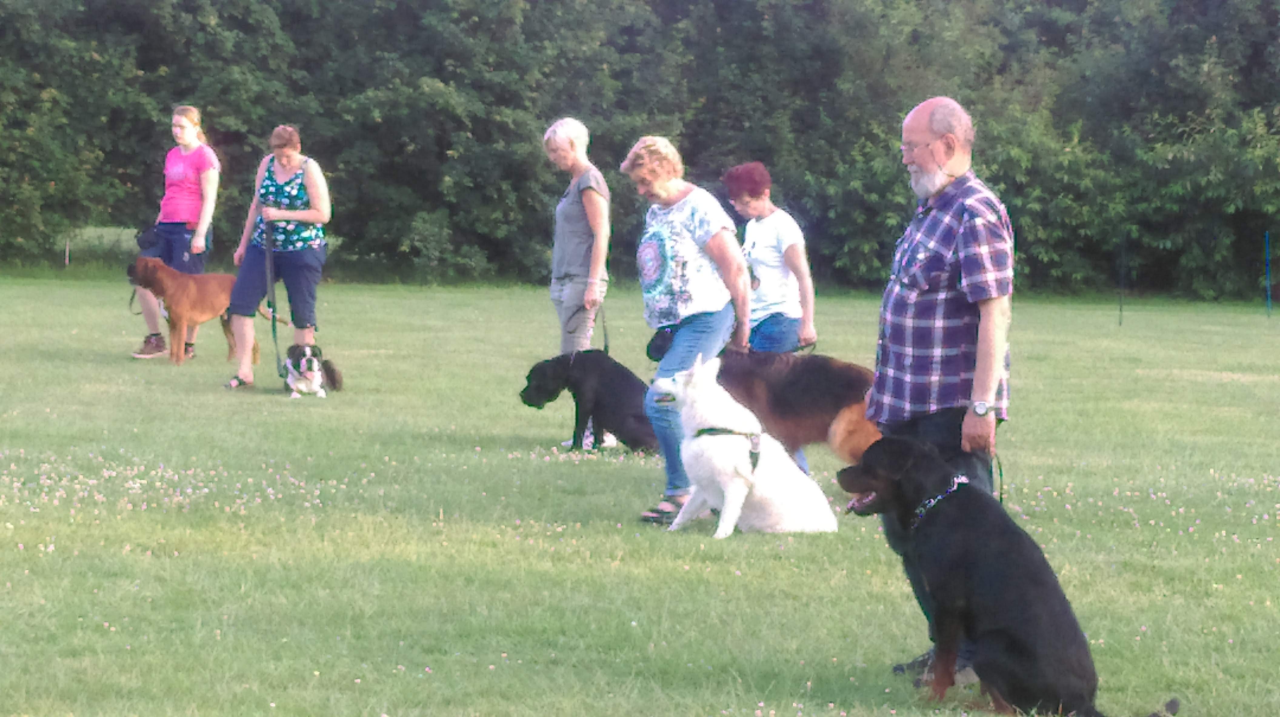 Hondentraining 4